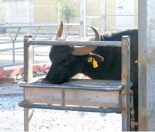 Guarnizioni bottiglioni in para 50 pz.  Enotecnica Albese: enologia,  apicoltura, agricoltura