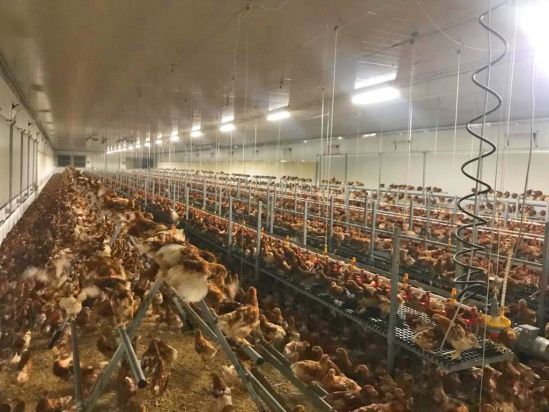 Poultry livestock