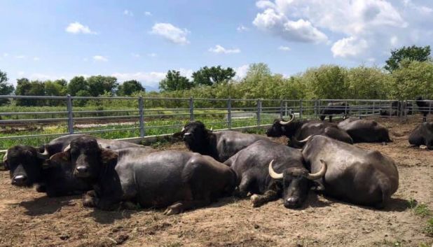 Buffaloes livestock breeding