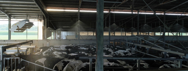 Nuovo impianto di Raffrescamento per Bovini da Latte Bagnatura salaattesa mungitura bovine Rotaguido