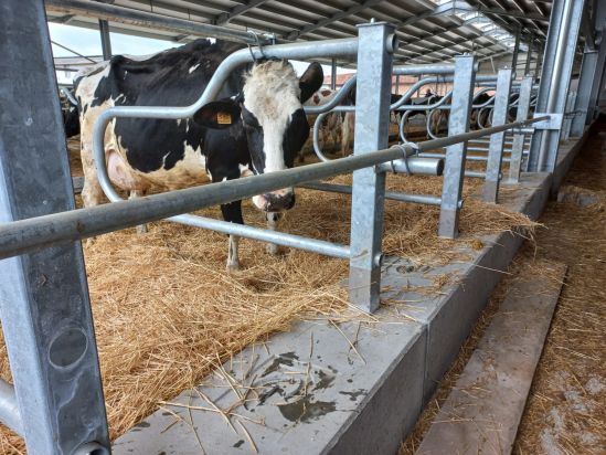 NUOVA STALLA DA 1.870 MQ PER BOCCARDO DARIO AZ. AGR. DI CASCINA RIVAROLO-CARIGNANO (TORINO) Boccardo 4