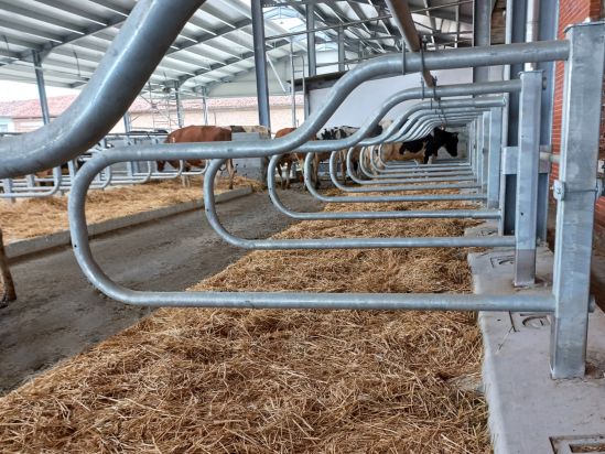 NUOVA STALLA DA 1.870 MQ PER BOCCARDO DARIO AZ. AGR. DI CASCINA RIVAROLO-CARIGNANO (TORINO) Boccardo 5 ok