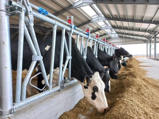 NUOVA STALLA DA 1.870 MQ PER BOCCARDO DARIO AZ. AGR. DI CASCINA RIVAROLO-CARIGNANO (TORINO) Boccardo 6
