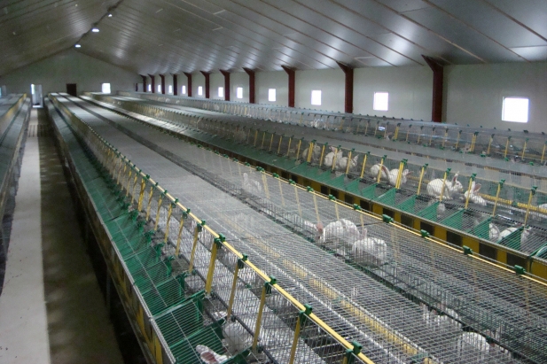 CONIGLI Interno n.11