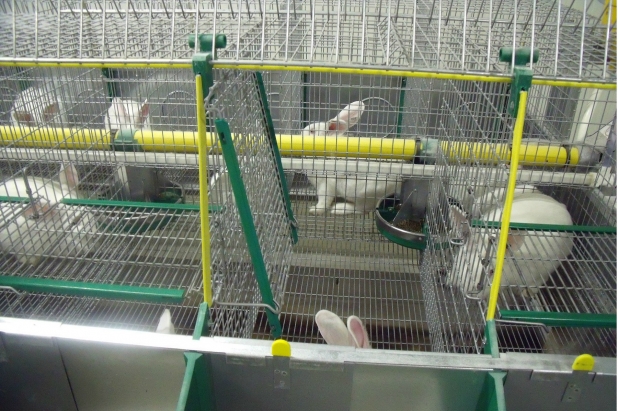 CONIGLI Soppalco Foto n.8