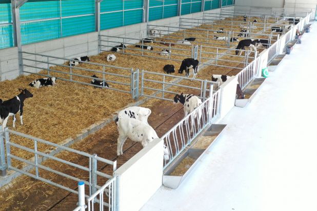 bovini Stalla