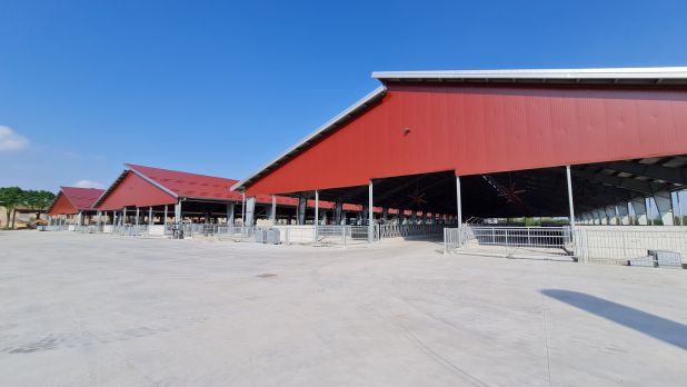 bovini Stalla
