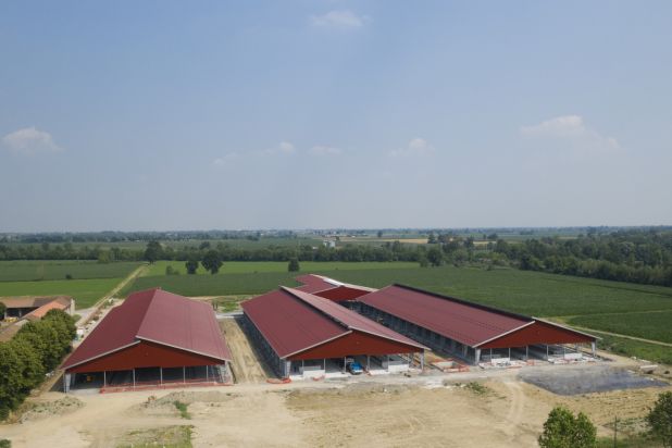 bovini stalla