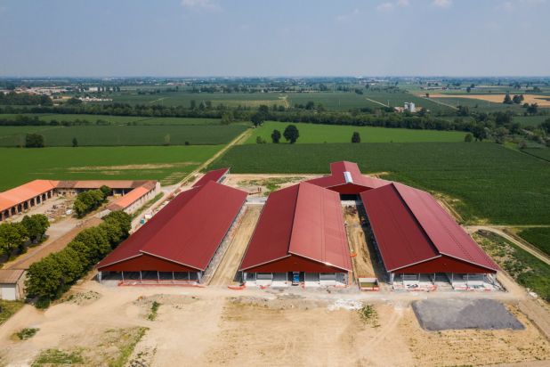 bovini stalla