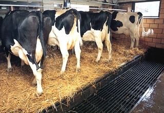 Impianti asporta letame1