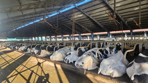 NUOVE CUCCETTE FERRARI CIBOLDI