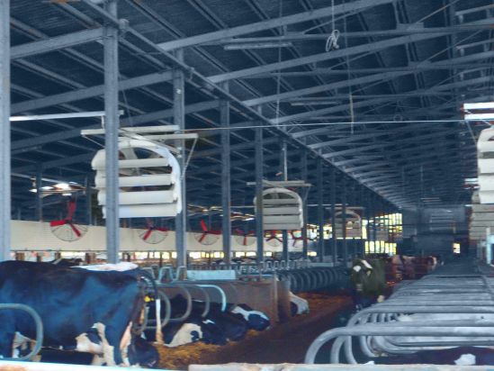 Nuovo impianto di Raffrescamento per Bovini da Latte P5110445ok