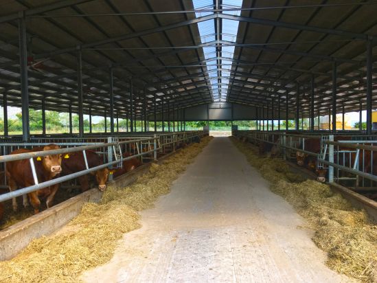 Centro tori Allevamento da ingrasso