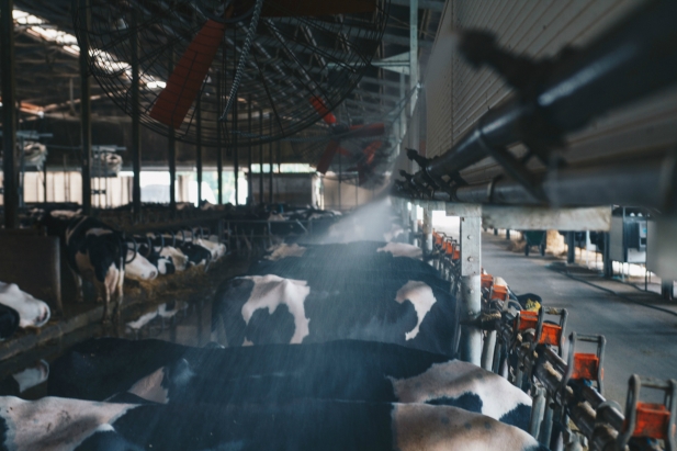 BERNARDIS BROTHERS FARM: BIOGAS AND CATTLE BREEDING RotaGuido Bagnatura2 Bovini Comfort Bernardis Udine 2017