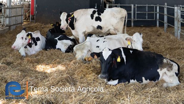 STALLA AD ALTA EFFICIENZA ENERGETICA: TEMA SOCIETA’ AGRICOLA DI MALEO Tema di Tonoli maggio 2023 12
