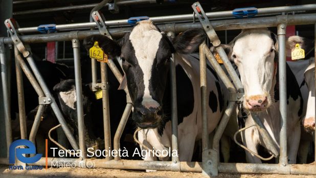 STALLA AD ALTA EFFICIENZA ENERGETICA: TEMA SOCIETA’ AGRICOLA DI MALEO Tema di Tonoli maggio 2023 4