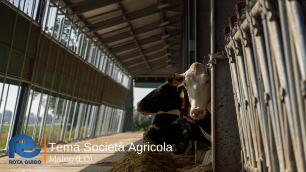 STALLA AD ALTA EFFICIENZA ENERGETICA: TEMA SOCIETA’ AGRICOLA DI MALEO Tema di Tonoli maggio 2023 9