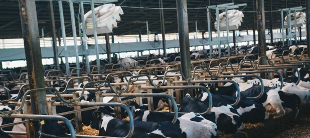Nuovo impianto di Raffrescamento per Bovini da Latte Ventilazione zonariposo ruminare bovine rotaguido
