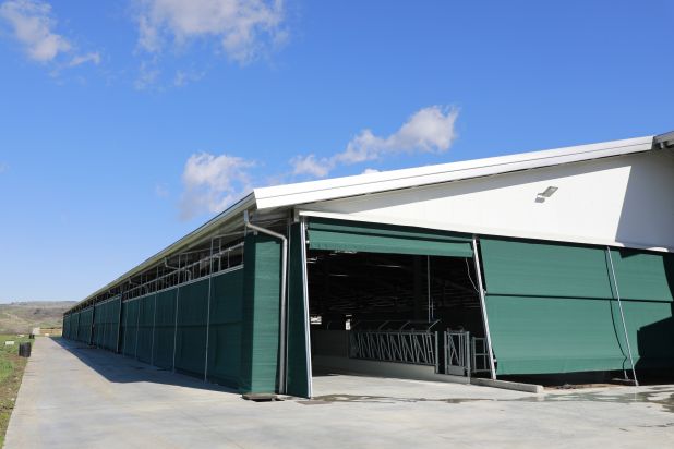 FATTORIE DONNA GIULIA - MASSERIE SARACENO | 500 CAPI IN LATTAZIONE Y7A1851 ok