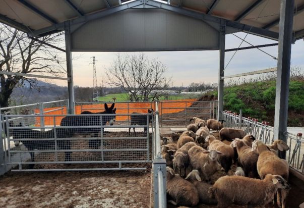 NUOVA STALLA LINEA VACCA VITELLO, PECORE, ASINI, SUINI CON ANCHE RICOVERO ATTREZZI PER LA CASCINA DEI PRATI AZ. AGR. AGRITURISTICA DI CREDARO (BERGAMO) agriturismo La cascina dei Prati presso credaro BG 3