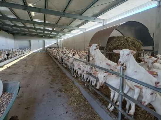 ALLEVAMENTO CAPRINO: IN SARDEGNA NUOVA INSTALLAZIONE ROTA GUIDO PRESSO L’AZ. AGR. DEMONTIS E SCANU DI OZIERI (SS) azienda Demontis e Scanu di Ozieri 1