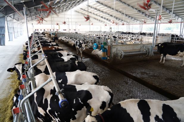 Big farm for milking cows Pieve Ecoenergia