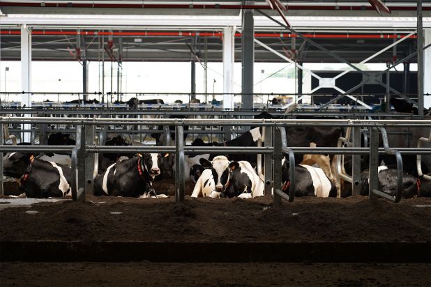 Big farm for milking cows Pieve Ecoenergia