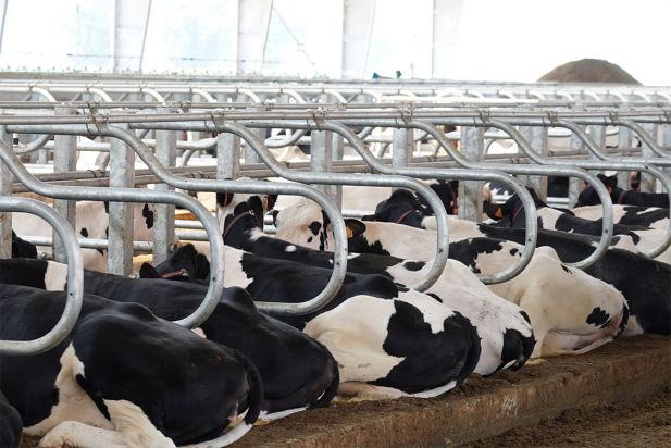 Big farm for milking cows Pieve Ecoenergia