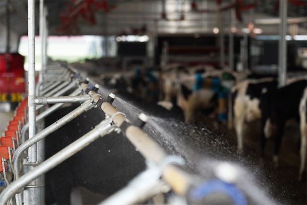 Big farm for milking cows Pieve Ecoenergia