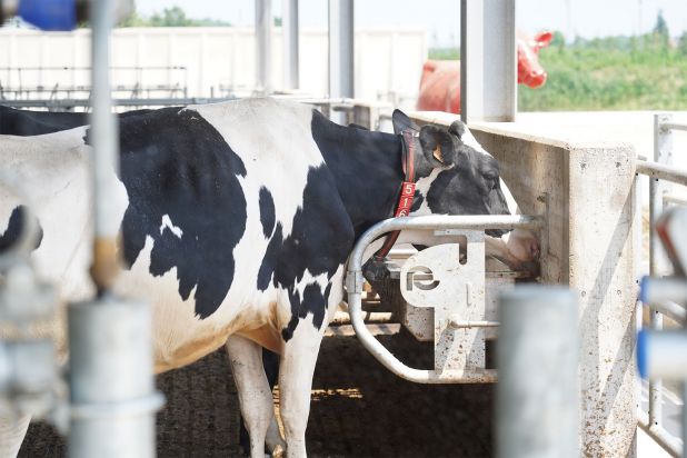 Big farm for milking cows Pieve Ecoenergia