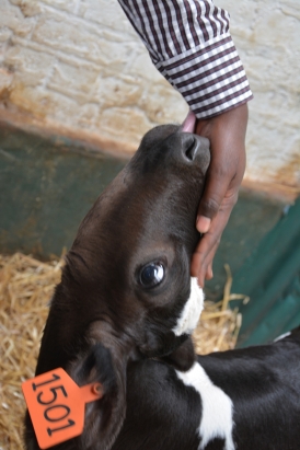 rota kenya f2