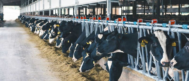 Bastone Anti-calci Per Mucche | Asta Regolabile In Acciaio Per Mungitura Sicura - Foto 7